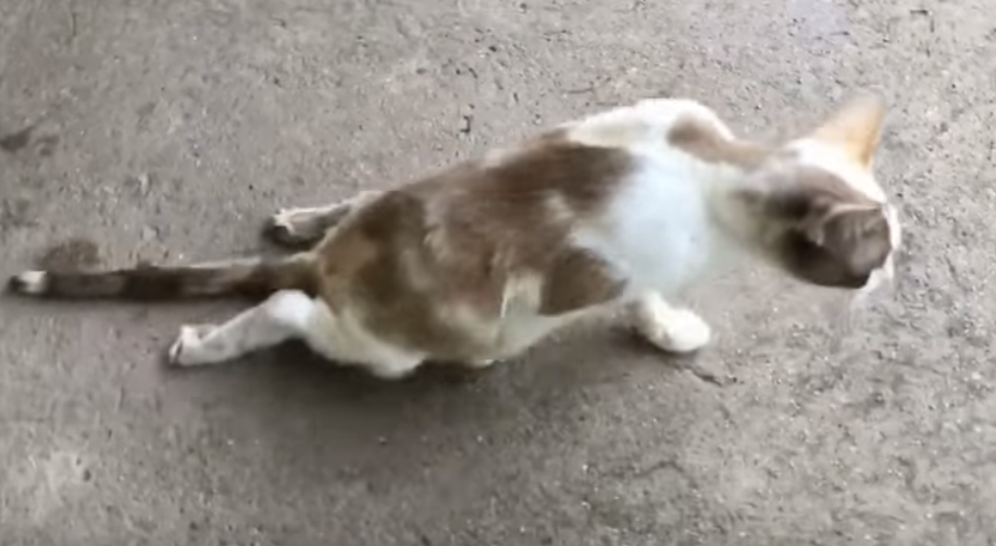 Paralyzed Cat Drags Herself On The Street and Cries For Help. Then