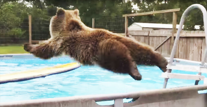 Massive bear jumps into swimming pool - but when he turns around, owner ...
