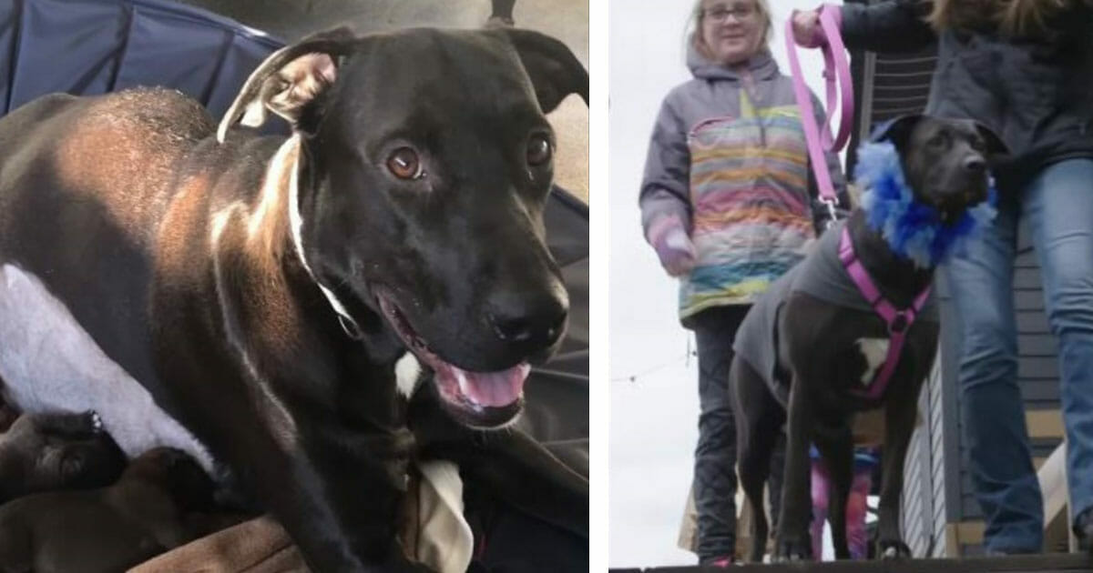 Mom dog get separated from 12 puppies now watch the moment they’re