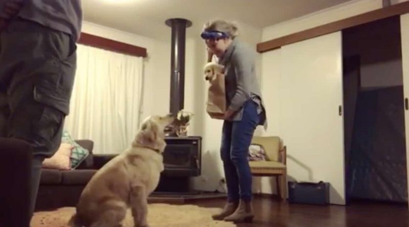 Mom brings small puppy home older dog’s reaction has