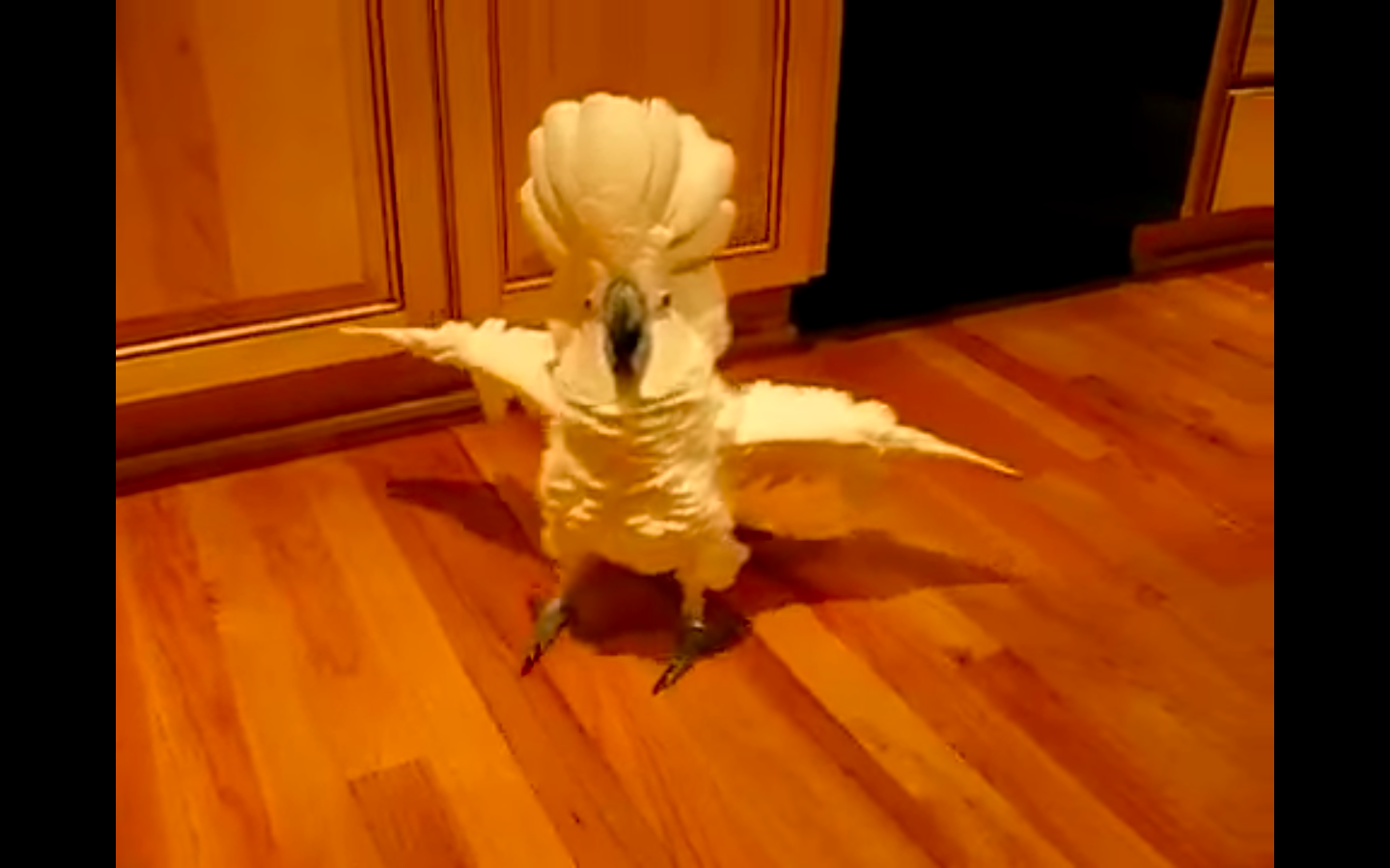 Cockatoo loses temper at owner for not doing his dishes. His hilarious