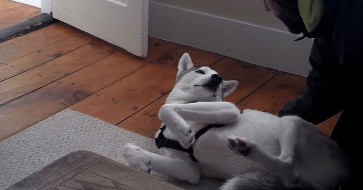 Husky figures out that it's time to go into his crate, throws hilarious